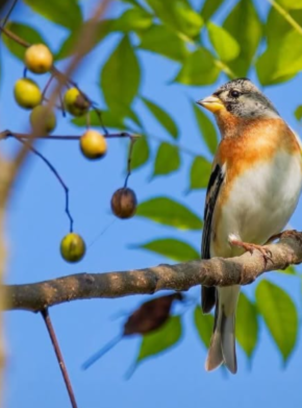 Bird Watching in Koshi Tappu – 8 Days: Migratory and resident birds in Koshi Tappu Wildlife Reserve, Nepal