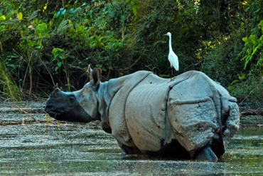 Chitwan National Park wildlife safari with elephants, one-horned rhinos, and lush jungle scenery in Nepal