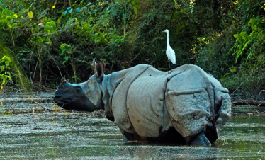 Chitwan National Park wildlife safari with elephants, one-horned rhinos, and lush jungle scenery in Nepal