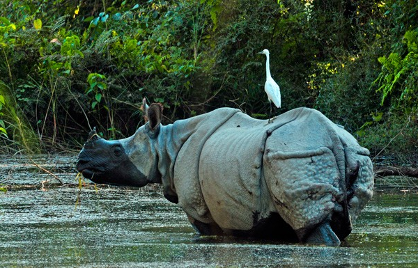 Chitwan National Park wildlife safari with elephants, one-horned rhinos, and lush jungle scenery in Nepal