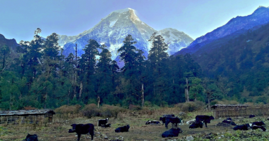jugal Himal Base Camp Trek in 2026, navigating the permit system is essential, as this region sits within a unique geographical intersection.