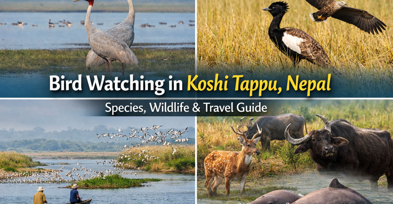Bird Watching Koshi Tappu Experience in Nepal