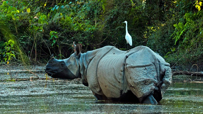 Nepal Wildlife Safari 2026: Thrilling Jungle Adventures Bengal tiger walking through Chitwan National Park jungle.